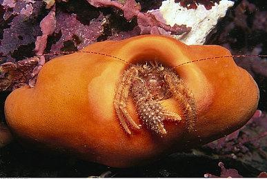 《漫威银河护卫队》“星爵”名字起源与电影漫画不同